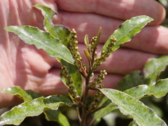Quintinia serrata