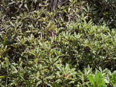 Quintinia serrata
