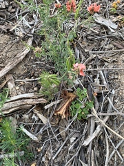 Indigofera complanata