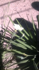 Dietes robinsoniana