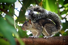 Sciurus variegatoides