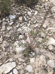 Euphorbia acuta