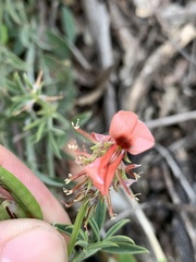 Indigofera complanata