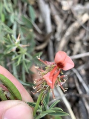 Indigofera complanata