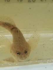 Cottus ricei