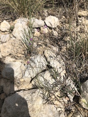 Boerhavia linearifolia