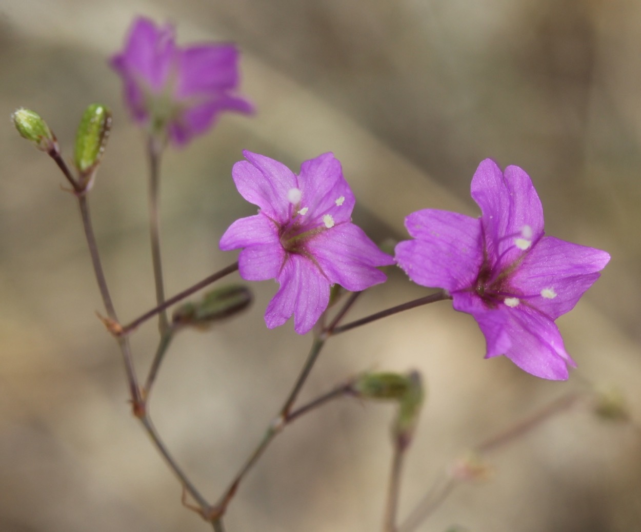 Boerhavia linearifolia