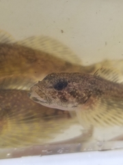 Cottus cognatus