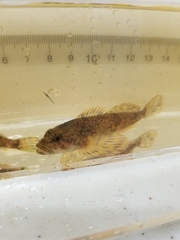 Cottus cognatus