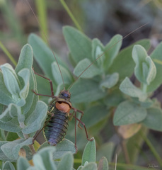 Parasteropleurus perezii
