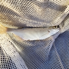 Hiodon alosoides