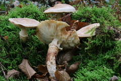 Matsutake