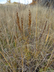 Veronica austriaca jacquinii