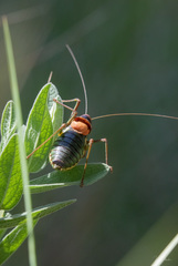 Parasteropleurus perezii