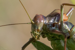 Parasteropleurus perezii