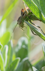 Parasteropleurus perezii