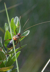Parasteropleurus perezii