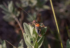 Parasteropleurus perezii
