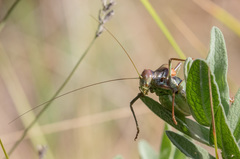 Parasteropleurus perezii