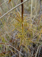 Veronica austriaca jacquinii