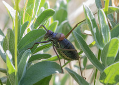 Parasteropleurus perezii