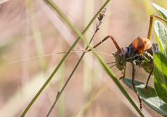 Parasteropleurus perezii