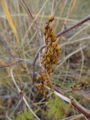 Veronica austriaca jacquinii
