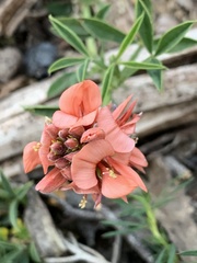 Indigofera complanata