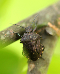 Rhacognathus punctatus