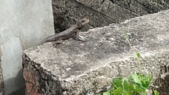 Tropidurus oreadicus