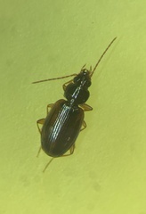 Trechus quadristriatus