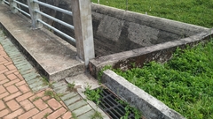 Tropidurus oreadicus