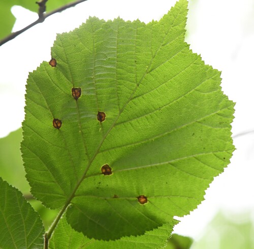 Mikomya coryli