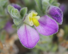 Hebecarpa macradenia