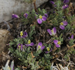 Hebecarpa macradenia