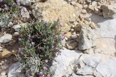 Hebecarpa macradenia