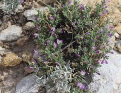 Hebecarpa macradenia