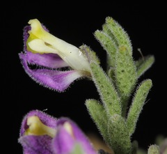 Hebecarpa macradenia