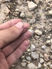 Boerhavia linearifolia