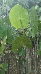 Montrichardia linifera