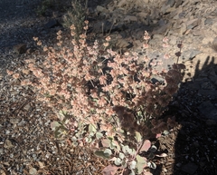 Eriogonum rupinum