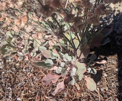 Eriogonum rupinum