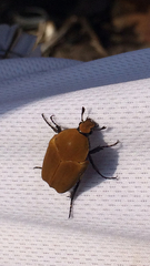 Hologymnetis cinerea