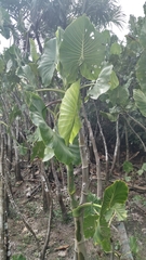 Montrichardia linifera