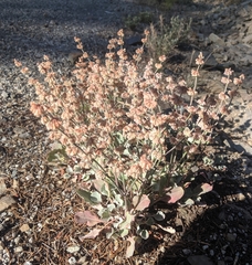 Eriogonum rupinum