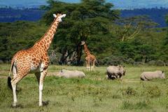 Giraffa camelopardalis rothschildi