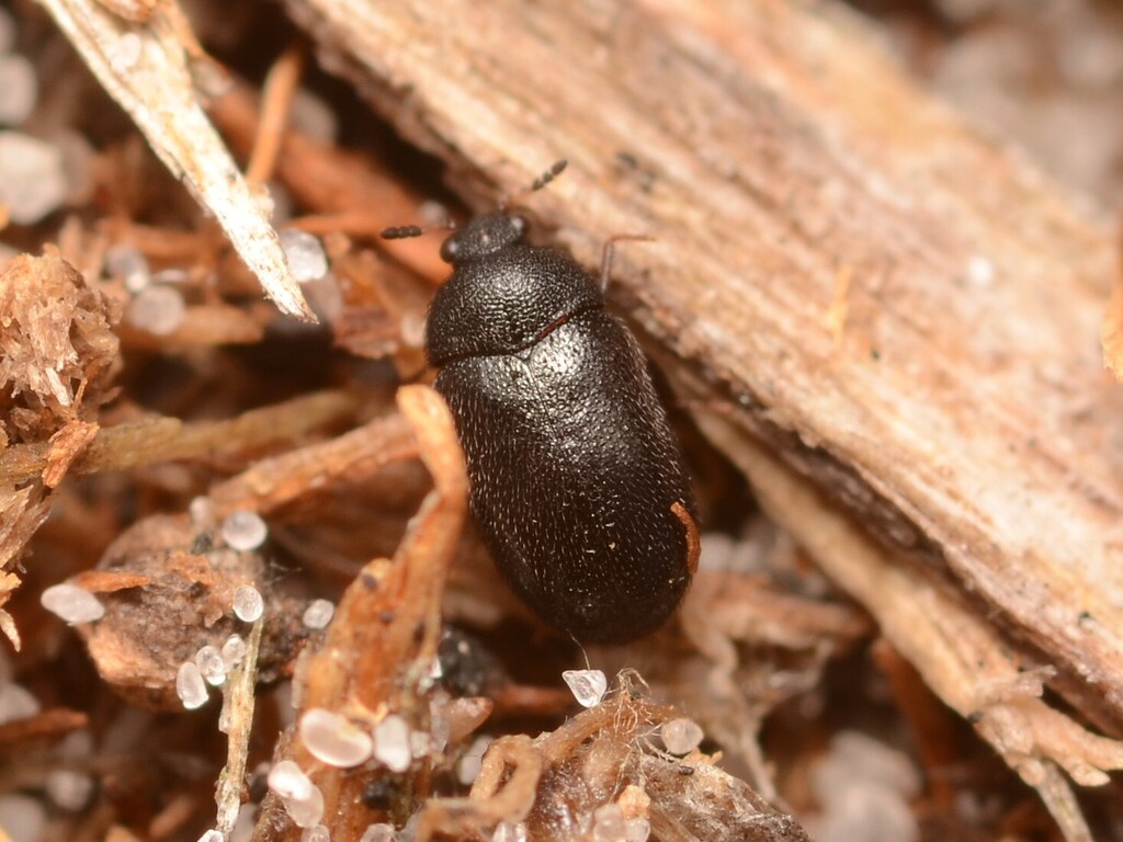 Phradonoma funestum