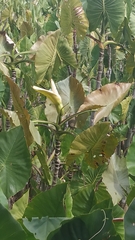 Montrichardia linifera