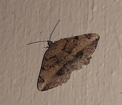 Chiasmia brongusaria