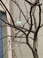 Leucopsar rothschildi